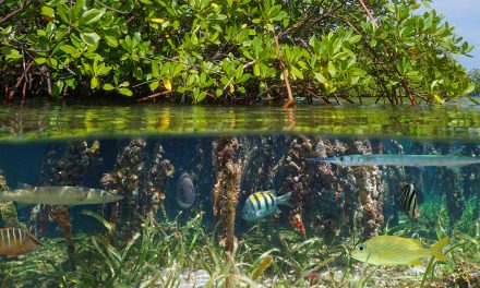 5 Ways WWF is Restoring Mangroves for Climate Resilience & Biodiversity