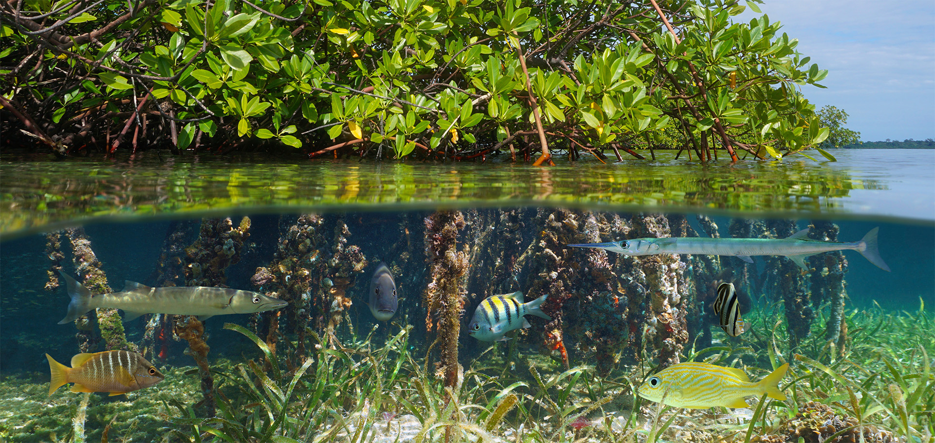 Mangrove, mangroves, mangrove forest, mangrove trees, mangrove roots, ocean, ecosystem, conservation, plants