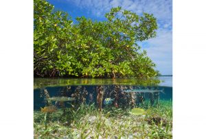 Mangrove, mangroves, mangrove forest, mangrove trees, mangrove roots, ocean, ecosystem, conservation, plants