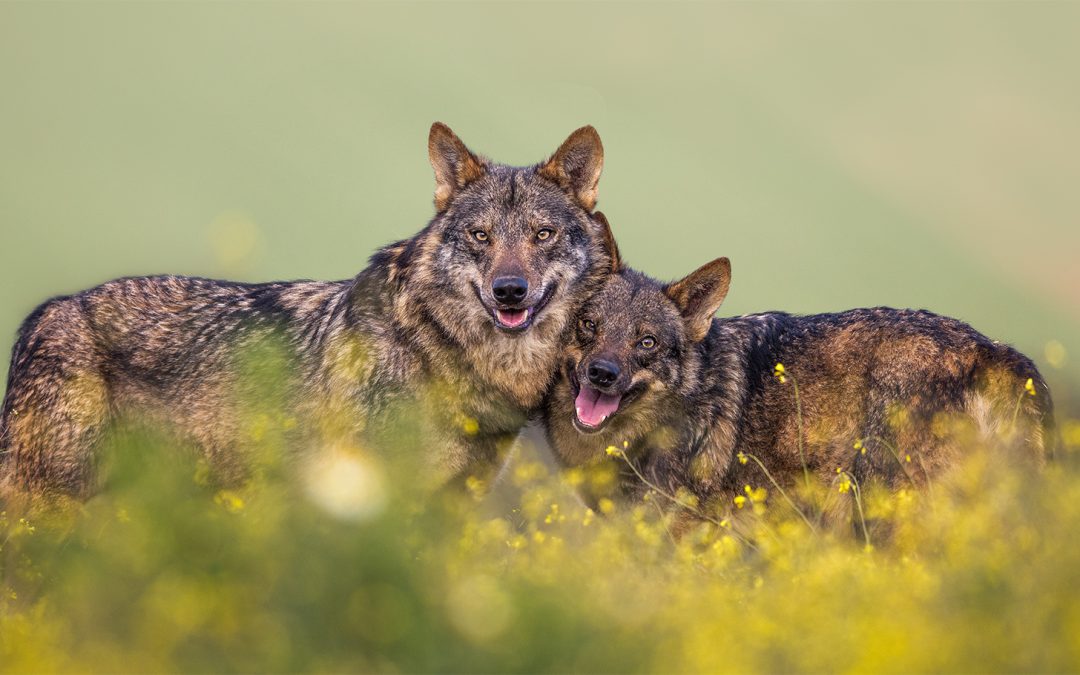 Conservation & Coexistence: Managing Wolves in Yellowstone, Switzerland & Portugal