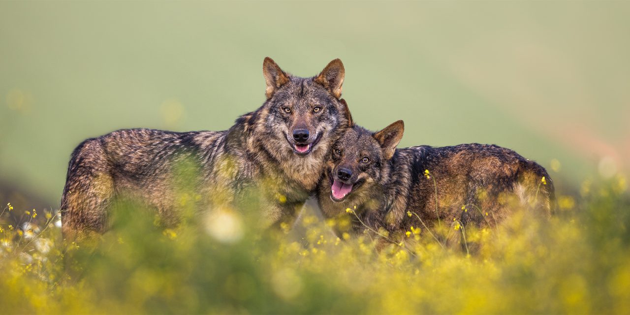 Conservation & Coexistence: Managing Wolves in Yellowstone, Switzerland & Portugal