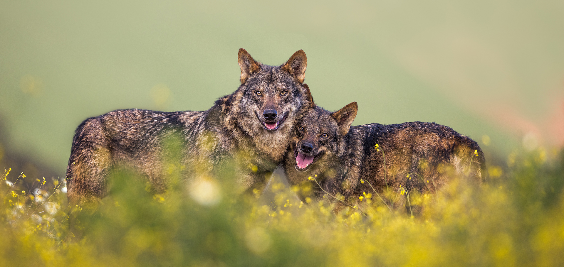 Iberian wolf, Portugal