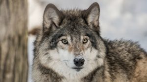 gray wolf, grey wolf, gray wolves, grey wolves