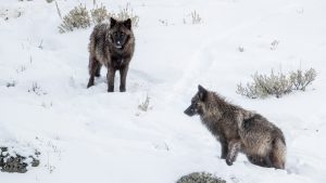 gray wolf, grey wolf, gray wolves, grey wolves