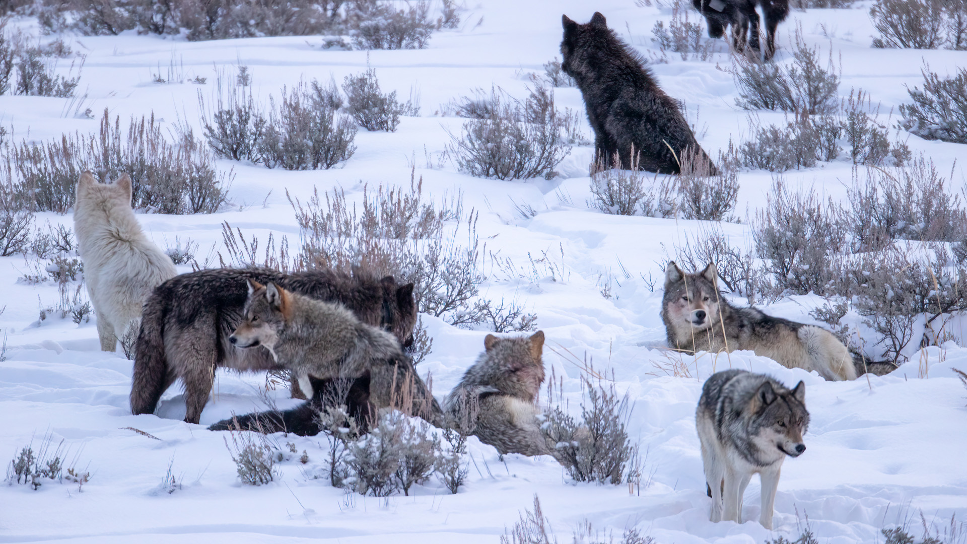gray wolf, grey wolf, gray wolves, grey wolves