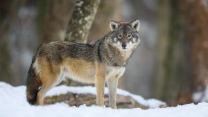 gray wolf, grey wolf, gray wolves, grey wolves