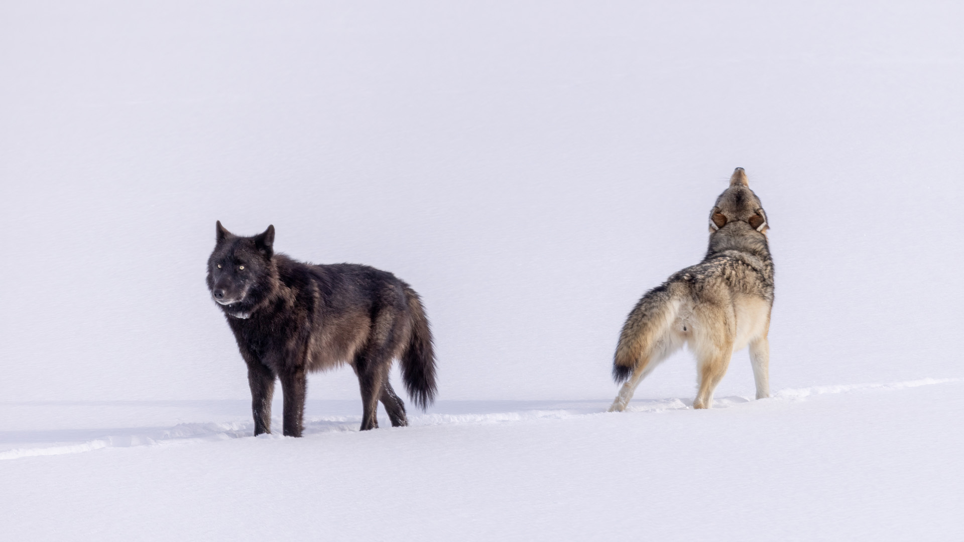 gray wolf, grey wolf, gray wolves, grey wolves