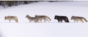 gray wolf, grey wolf, gray wolves, grey wolves