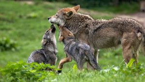 gray wolf, grey wolf, gray wolves, grey wolves