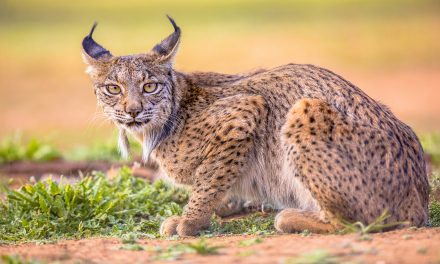 The Iberian Lynx Makes a Remarkable Recovery in Portugal