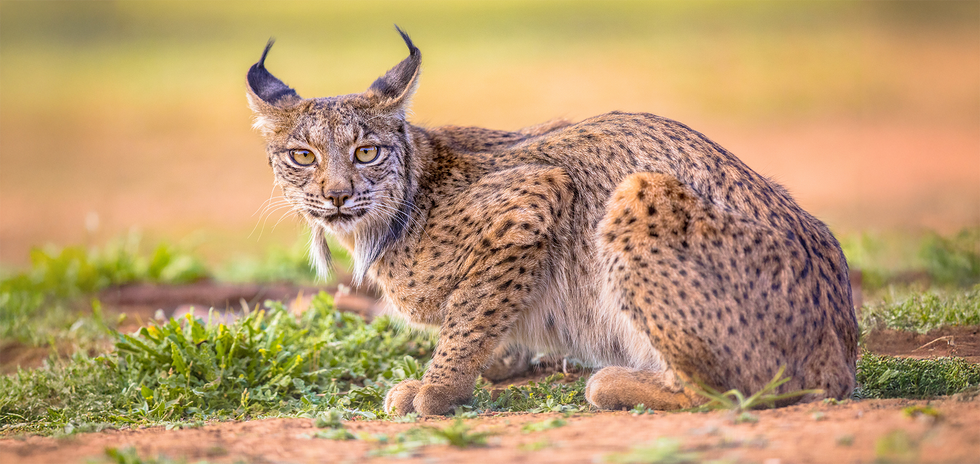 Iberian Lynx, Lynx, wild cat, Iberian Peninsula, southwestern Europe, Portugal, Spain, Europe, Lynx pardinus, feline species, vulnerable, IUCN Red List