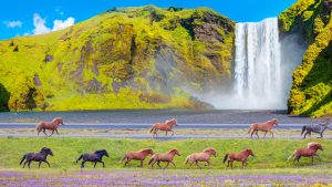 Icelandic horses of many different colors run on the road, Skógafoss waterfall