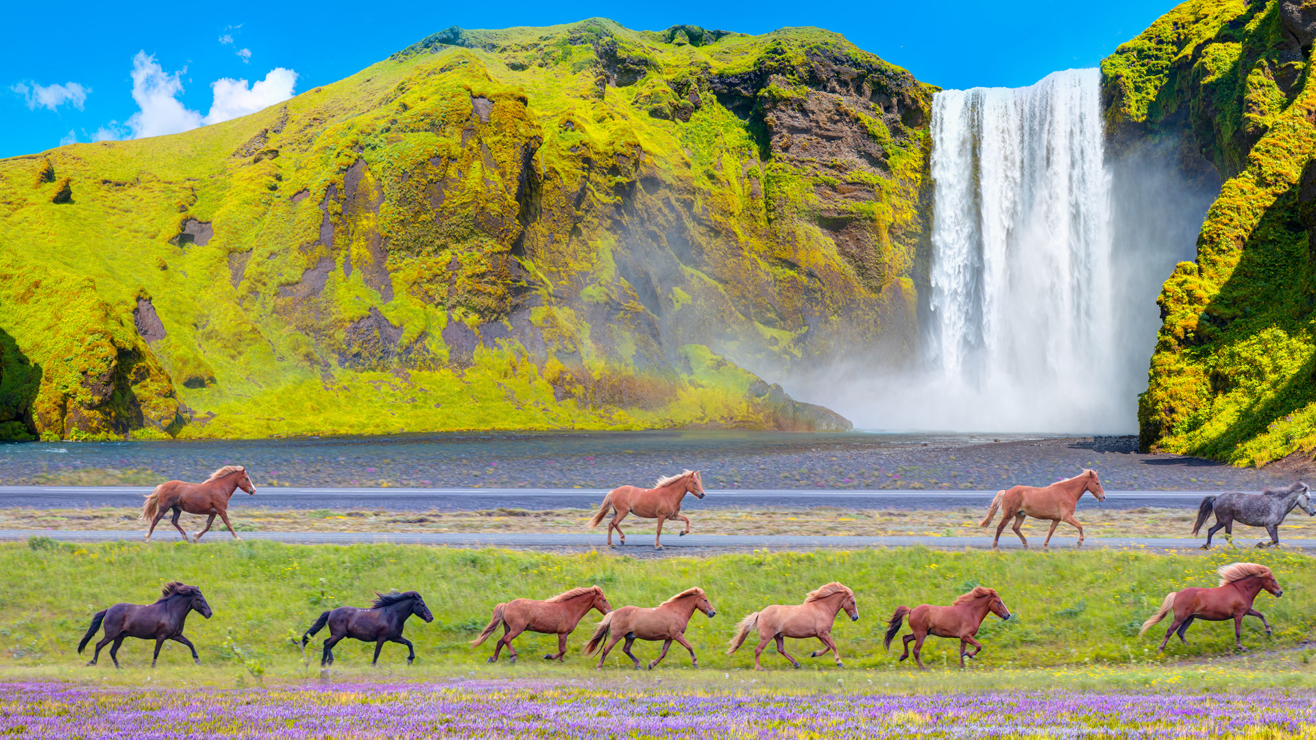 Icelandic horses of many different colors run on the road, Skógafoss waterfall