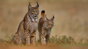 Iberian Lynx, Lynx, wild cat, Iberian Peninsula, southwestern Europe, Portugal, Spain, Europe, Lynx pardinus, feline species, vulnerable, IUCN Red List