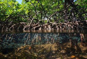Mangrove, mangroves, mangrove forest, mangrove trees, mangrove roots, ocean, ecosystem, conservation, plants