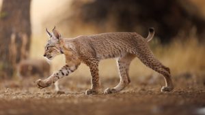 Iberian Lynx, Lynx, wild cat, Iberian Peninsula, southwestern Europe, Portugal, Spain, Europe, Lynx pardinus, feline species, vulnerable, IUCN Red List