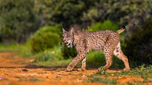 Iberian Lynx, Lynx, wild cat, Iberian Peninsula, southwestern Europe, Portugal, Spain, Europe, Lynx pardinus, feline species, vulnerable, IUCN Red List