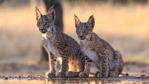 Iberian Lynx, Lynx, wild cat, Iberian Peninsula, southwestern Europe, Portugal, Spain, Europe, Lynx pardinus, feline species, vulnerable, IUCN Red List