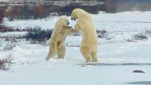 Two polar bears fighting