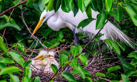 The Social Behavior of Animals Changes with Age