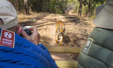 6 Iconic Shots to Capture on an India Tiger Photo Expedition