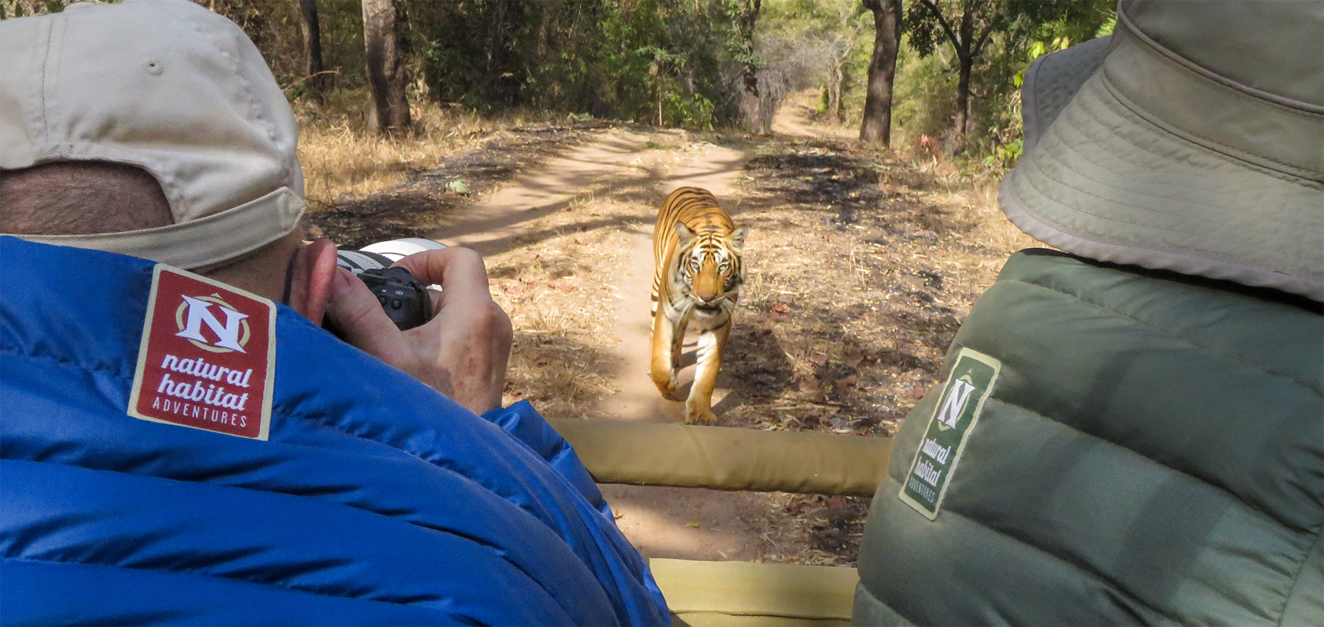 natural habitat adventures & wwf, nat hab, safari, photographers, wildlife, tiger, bengal, india