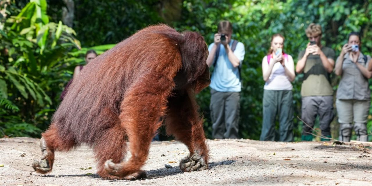 Wildlife Photography in Borneo: 6 Shots That Tell a Conservation Story