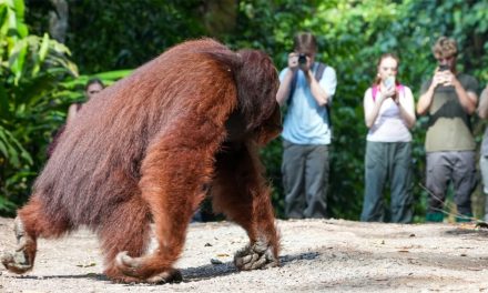 Wildlife Photography in Borneo: Six Shots That Tell a Conservation Story