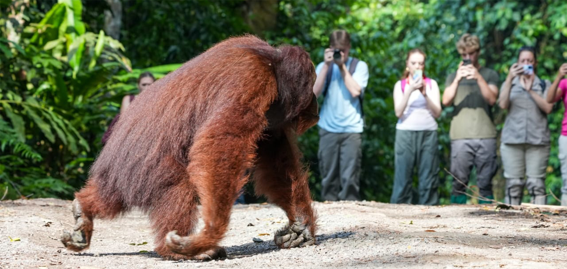 orangutan photographers tourists nature wildlife travel borneo