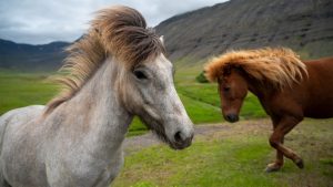 icelandic horse