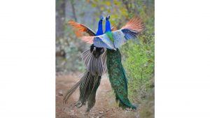 peacocks, india, fighting, flying