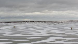 Two polar bears meandering on the tundra