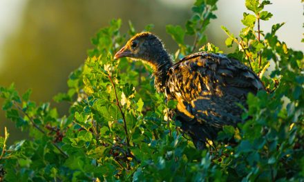 Wild Turkey Chicks and Post-Flight Reindeer Feasts