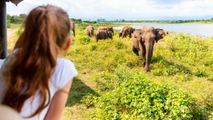 Back view of adorable little girl on safari observing elephants from open vehicle