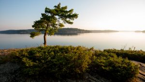 Pine tree surrounded by juniper during sunrise on Georgian Bay Ontario