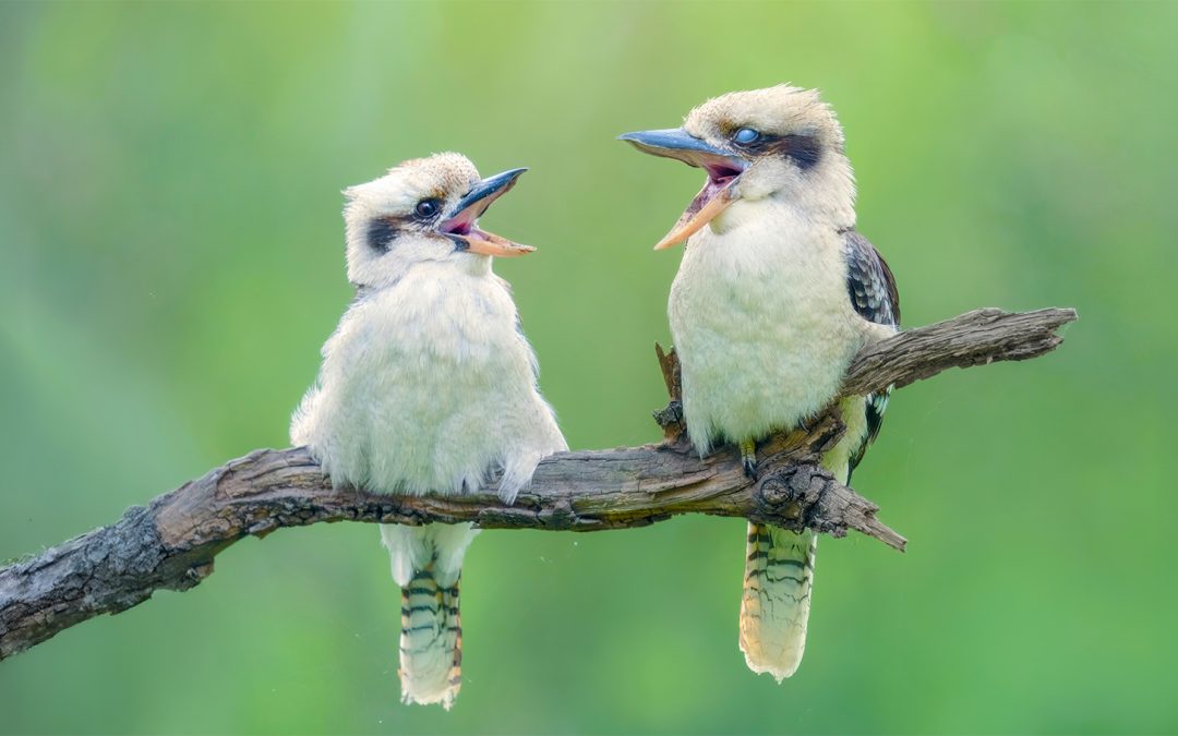 Benefits of Birdsong: 5 Ways Birdsong is Good For You