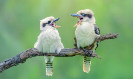 Benefits of Birdsong: 5 Ways Birdsong is Good For You
