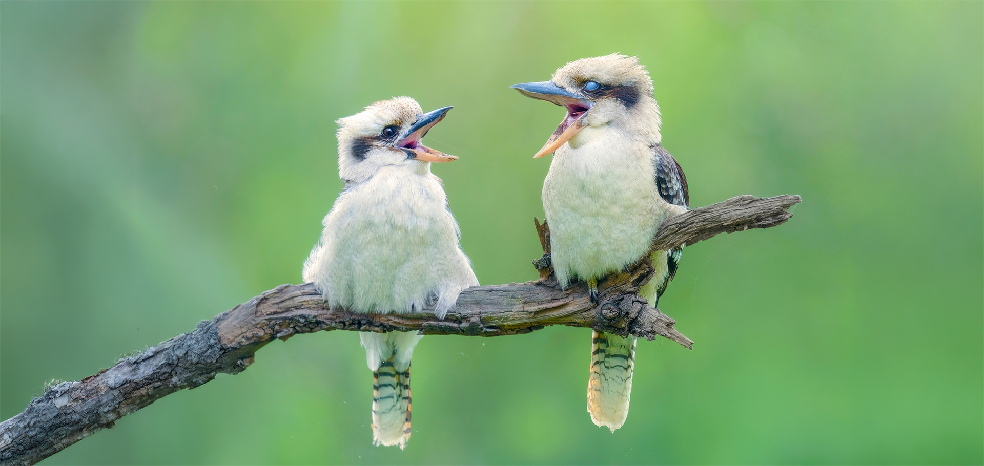birds singing on a branch