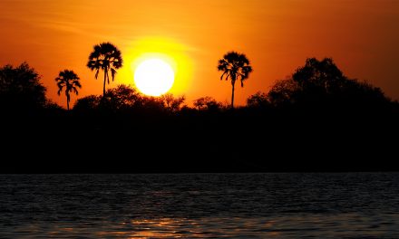 Botswana’s Wild Kingdom: A Safari Story