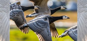 AdobeStock (Created by Candice Gaukel Andrews)