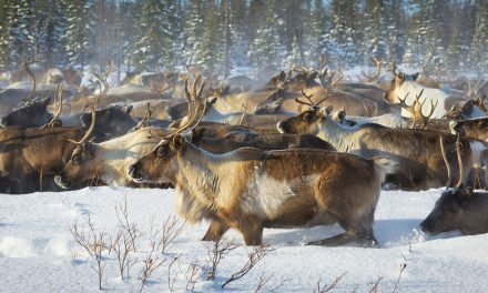 Deer, Reindeer and REM Sleep