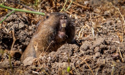 The Influence of Gophers and the Impacts of Wolves