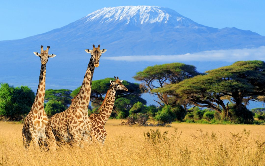 Giraffes Could Soon Be Listed as Endangered