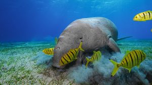 Dugong