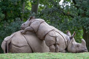 one-horned rhinos in Nepal’s Chitwan National Park