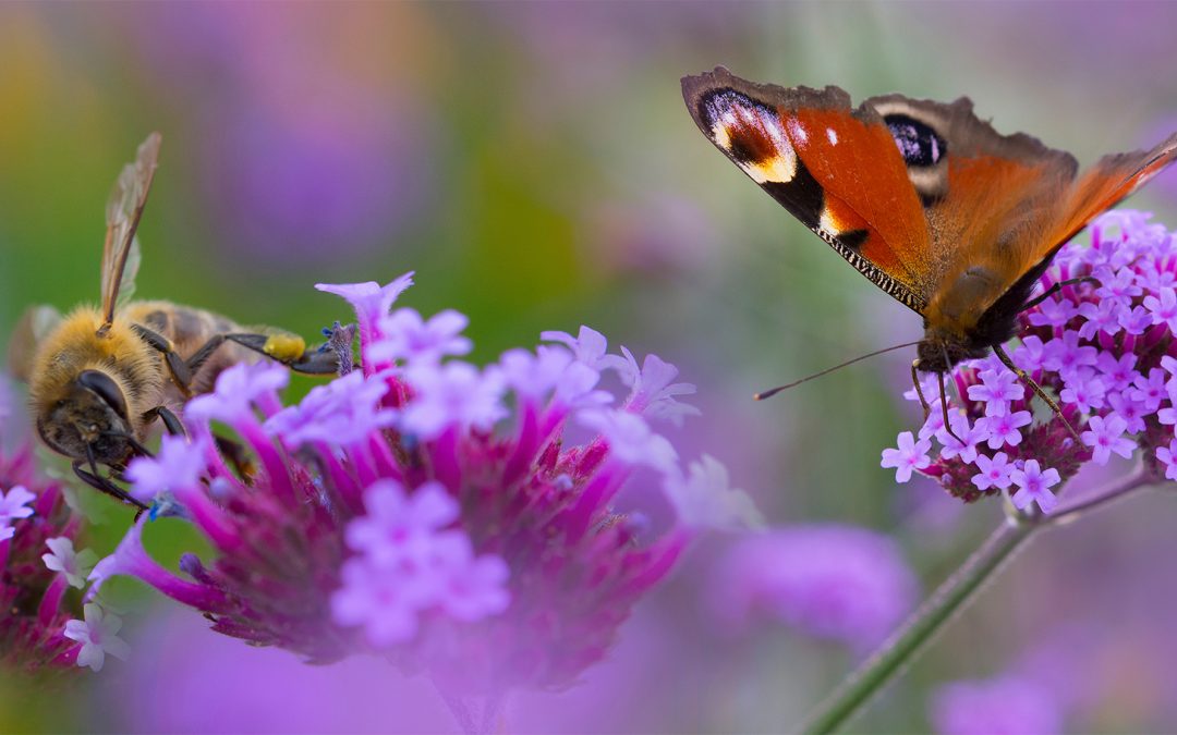 7 Winter Gardening Tips to Support Pollinators