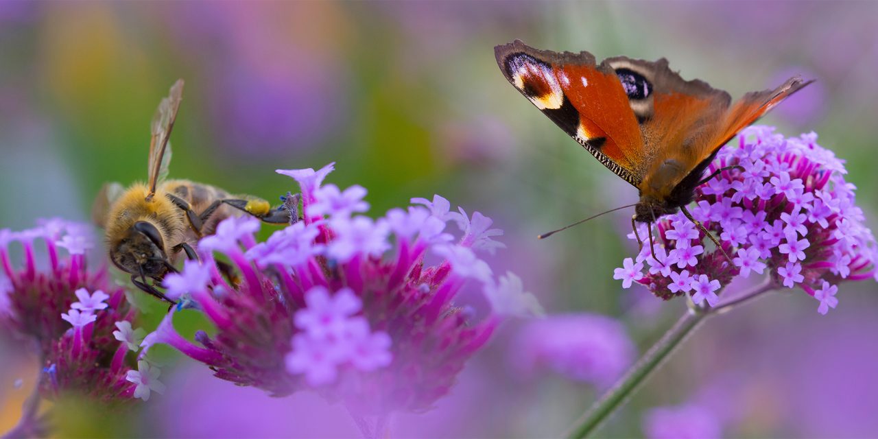 7 Winter Gardening Tips to Support Pollinators
