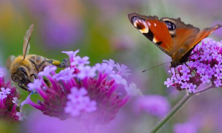 7 Winter Gardening Tips to Support Pollinators
