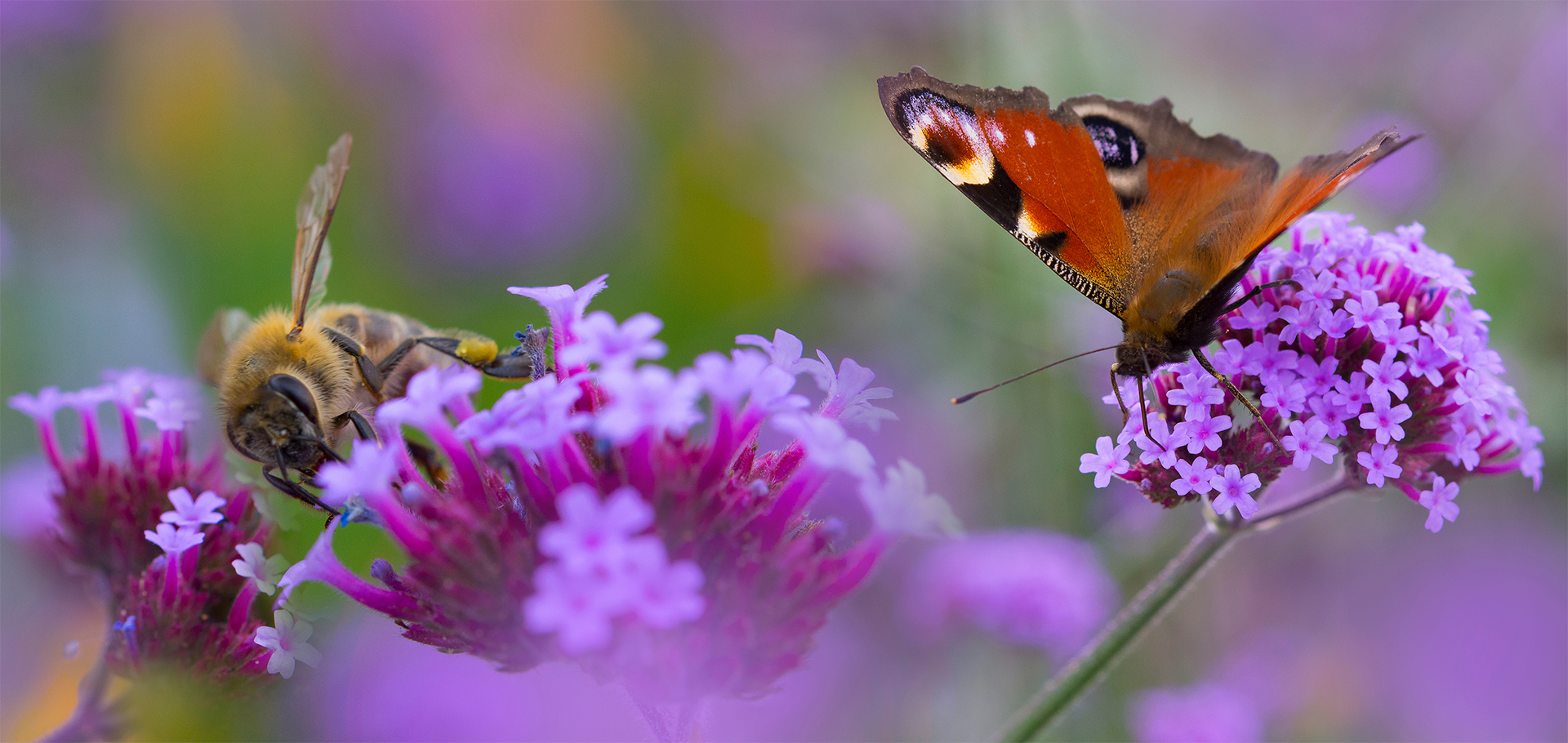 pollinators, garden, flowers, butterflies, bees, hummingbirds, bats