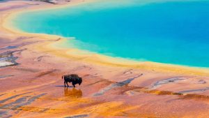 Yellowstone National Park, Grand Prismatic Spring Hot spring in Wyoming, bison